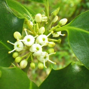 Photographie n°77137 du taxon Ilex aquifolium L. [1753]