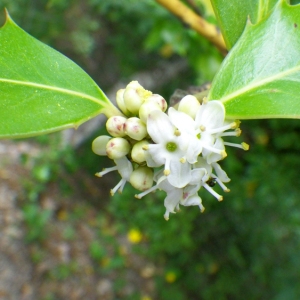 Photographie n°77138 du taxon Ilex aquifolium L. [1753]