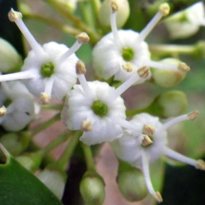Ilex aquifolium f. bacciflava (Weston) Rehder (Houx)
