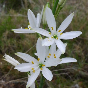 Photographie n°77149 du taxon Anthericum liliago L. [1753]