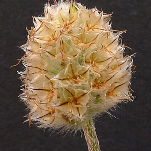 Photographie n°77161 du taxon Plantago lagopus L. [1753]
