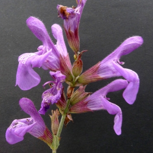 Photographie n°77162 du taxon Salvia officinalis L. [1753]