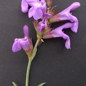 Photographie n°77163 du taxon Salvia officinalis L. [1753]