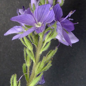 Veronica austriaca subsp. vahlii (Gaudin) D.A.Webb (Véronique d'Orsini)