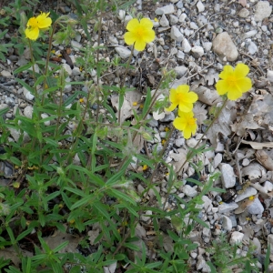 Photographie n°77178 du taxon Helianthemum oelandicum subsp. italicum (L.) Ces. [1844]