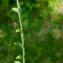  Liliane Roubaudi - Helianthemum oelandicum subsp. italicum (L.) Ces. [1844]