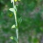  Liliane Roubaudi - Helianthemum oelandicum subsp. italicum (L.) Ces. [1844]