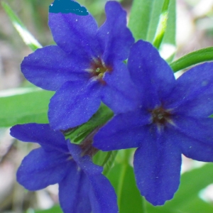 Photographie n°77189 du taxon Lithospermum purpurocaeruleum L. [1753]