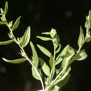 Photographie n°77194 du taxon Lithospermum officinale L. [1753]