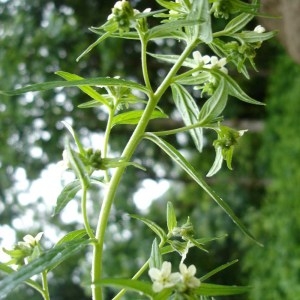 Photographie n°77198 du taxon Lithospermum officinale L. [1753]