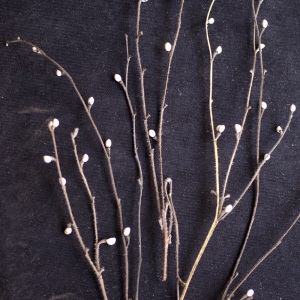 Photographie n°77199 du taxon Lithospermum officinale L. [1753]