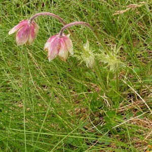 Photographie n°77213 du taxon Anemone vernalis L. [1753]