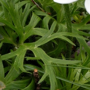 Photographie n°77238 du taxon Anemonastrum narcissiflorum subsp. narcissiflorum