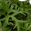  Alain Bigou - Anemone narcissifolia subsp. narcissifolia