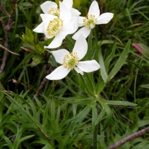  - Anemonastrum narcissiflorum subsp. narcissiflorum