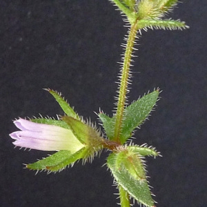 Photographie n°77245 du taxon Campanula erinus L. [1753]