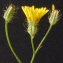  Bertrand BUI - Crepis micrantha Czerep. [1964]