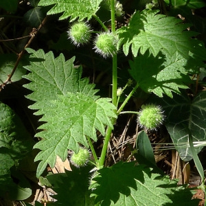 Photographie n°77266 du taxon Urtica pilulifera L. [1753]