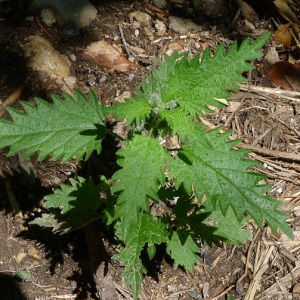 Photographie n°77267 du taxon Urtica pilulifera L. [1753]