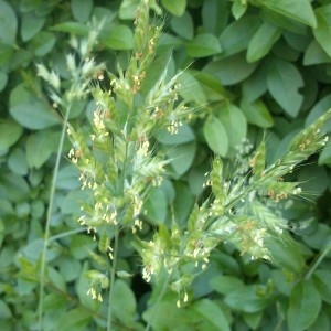 Photographie n°77268 du taxon Bromus sterilis L. [1753]