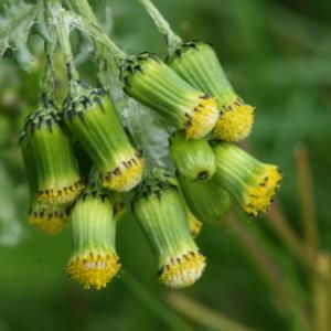 Senecio vulgaris L. (Séneçon commun)