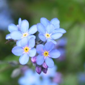 Photographie n°77279 du taxon Myosotis arvensis (L.) Hill [1764]