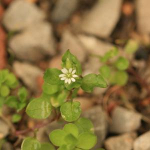 Photographie n°77286 du taxon Stellaria media (L.) Vill. [1789]