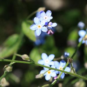 Photographie n°77308 du taxon Myosotis arvensis (L.) Hill [1764]
