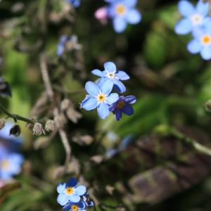 Photographie n°77309 du taxon Myosotis arvensis (L.) Hill [1764]