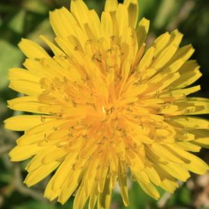 Photographie n°77314 du taxon Taraxacum F.H.Wigg. [1780]