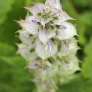 Photographie n°77331 du taxon Salvia sclarea L.