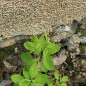 Photographie n°77360 du taxon Euphorbia peplus L.