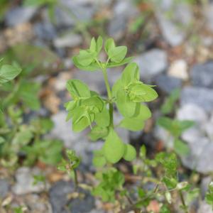 Photographie n°77365 du taxon Euphorbia peplus L.