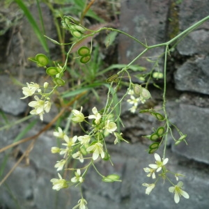 Photographie n°77391 du taxon Biscutella coronopifolia L. [1771]