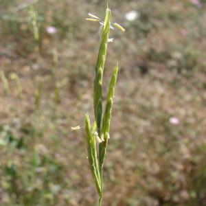 Brachypodium hostii Link (Brachypode rameux)