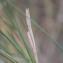  Elen LEPAGE - Elymus farctus subsp. boreoatlanticus (Simonet & Guin.) Melderis [1978]