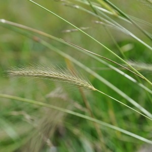 Photographie n°77458 du taxon Hordeum secalinum Schreb. [1771]