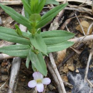 Photographie n°77462 du taxon Gratiola officinalis L. [1753]