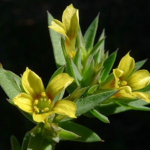 Photographie n°77487 du taxon Linum strictum L.