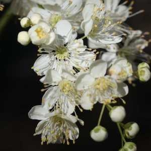 Photographie n°77516 du taxon Filipendula vulgaris Moench [1794]