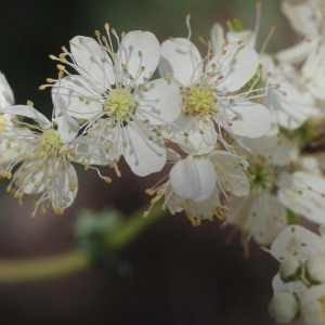 Photographie n°77517 du taxon Filipendula vulgaris Moench [1794]