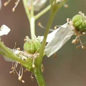 Photographie n°77518 du taxon Filipendula vulgaris Moench [1794]