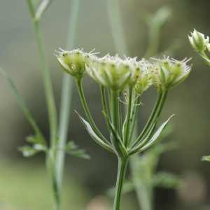 Photographie n°77529 du taxon Orlaya grandiflora (L.) Hoffm. [1814]