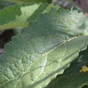 Photographie n°77533 du taxon Verbascum chaixii Vill. [1779]