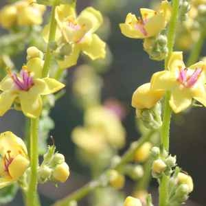 Photographie n°77535 du taxon Verbascum chaixii Vill. [1779]