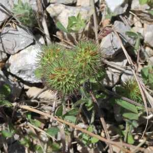 Photographie n°77536 du taxon Trifolium lappaceum L. [1753]