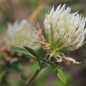 Photographie n°77537 du taxon Trifolium ochroleucon Huds.