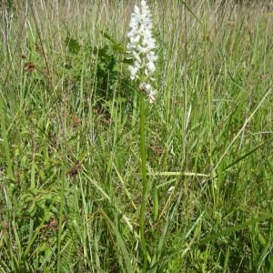 Photographie n°77541 du taxon Dactylorhiza maculata subsp. ericetorum (E.F.Linton) P.F.Hunt & Summerh. [1965]