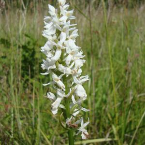 Photographie n°77542 du taxon Dactylorhiza maculata subsp. ericetorum (E.F.Linton) P.F.Hunt & Summerh. [1965]