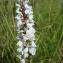  Raymond HALLOT - Dactylorhiza maculata subsp. ericetorum (E.F.Linton) P.F.Hunt & Summerh. [1965]